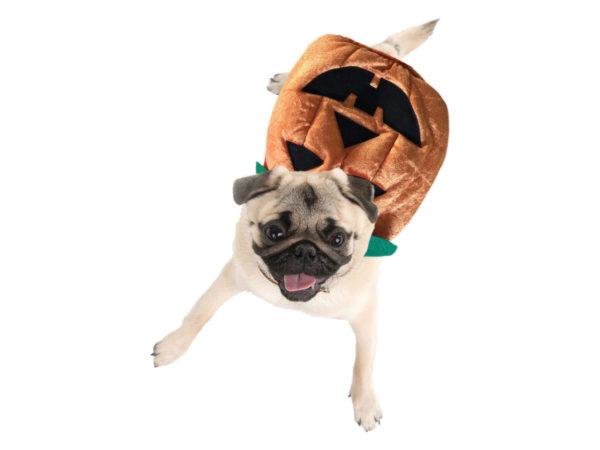 pumpkin pet costume